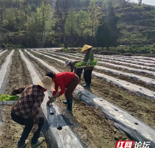 春耕春种忙是什么季节(忙春耕的话)