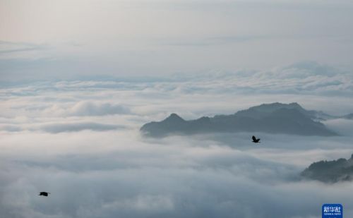 重庆金佛山：云绕山峦春色美