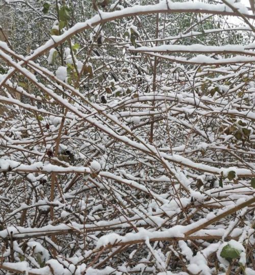 满天风雪意思(满天风雪向行人)