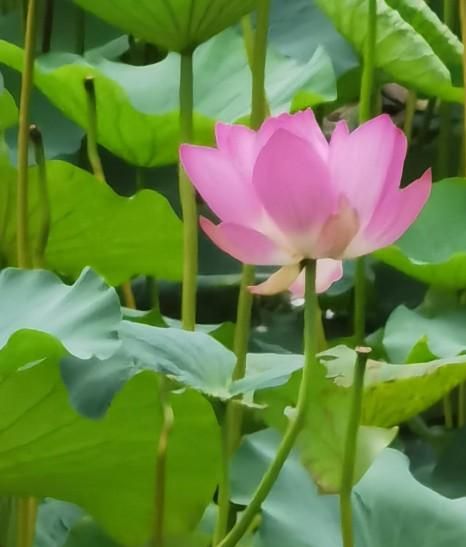 春日种花,夏时听雨,秋季看枫,冬天踏雪(春日播种)