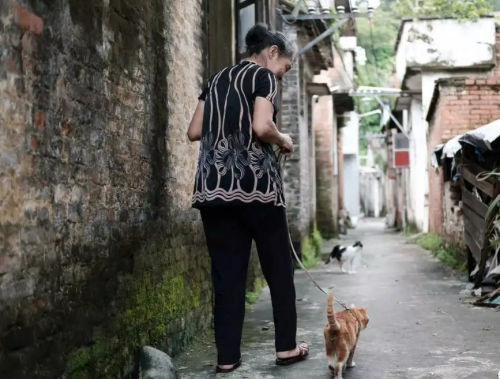 老猫死前的征兆(老猫临死前会有什么反应)