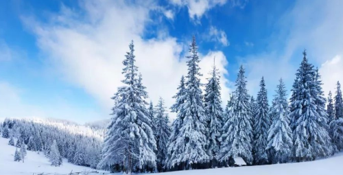 关于凌寒傲雪的诗句(傲雪凌霜咏松的诗句)