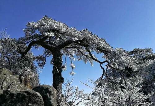 关于凌寒傲雪的诗句(傲雪凌霜咏松的诗句)