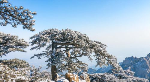 关于凌寒傲雪的诗句(傲雪凌霜咏松的诗句)