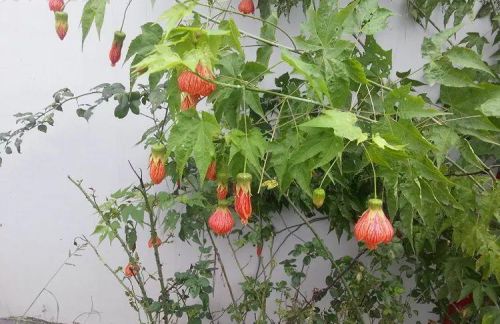 像虾一样的花(开花像虾一样的植物)