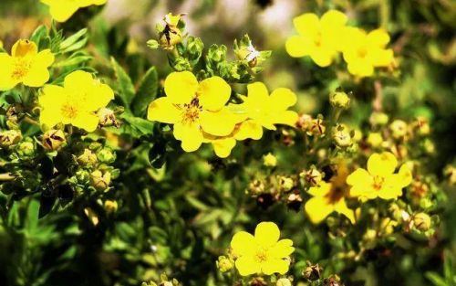 像虾一样的花(开花像虾一样的植物)