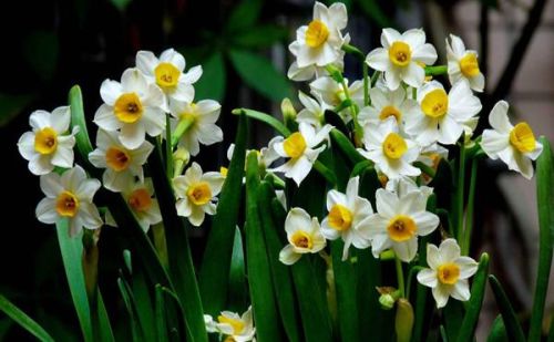 水仙花怎么催花(水仙花怎么催花最好)