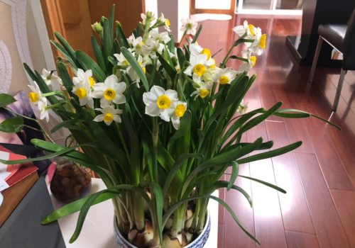 水仙花家里怎么养(水仙花家养好吗)