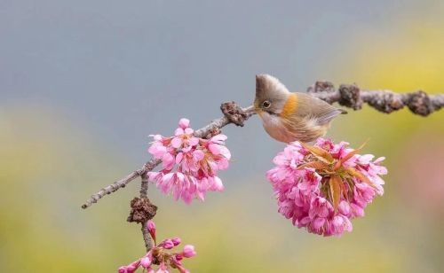 花开惊艳的诗句(花开古风句子)