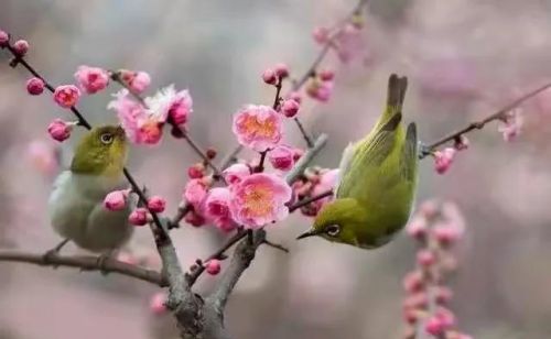 花开惊艳的诗句(花开古风句子)