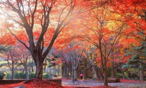 李清照写在秋天的诗词,美妙至极了(李清照写在秋天的诗词,美妙至极的诗句)