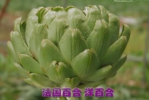 洋蓟紫色的好还是绿色的好?(洋蓟开花的样子)