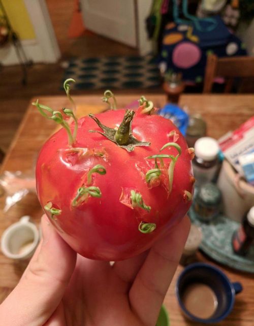 发芽的西红柿图片(发芽的西红柿还能吃吗)