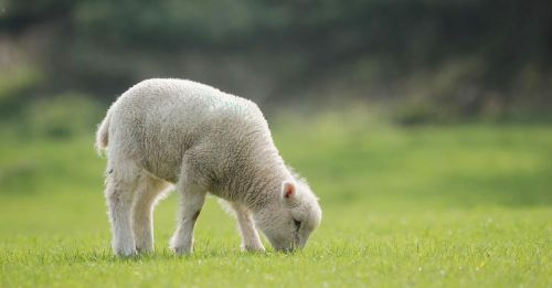 羊肉前腿和后腿怎么区分(羊肉前腿肉和后腿肉哪个好)