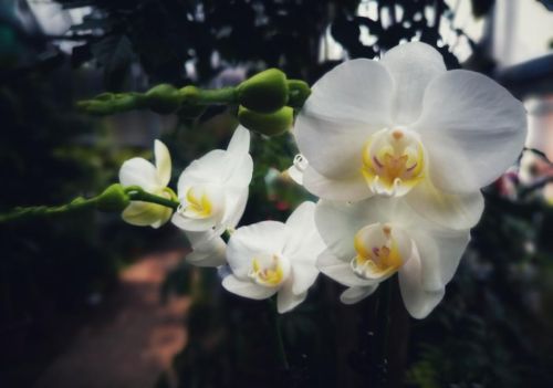 十大优雅的花(优雅的花卉)