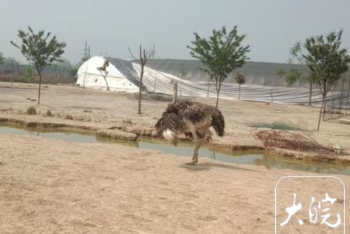 安徽肥东农田发现一米五高鸵鸟   警民携手将其捕捉
