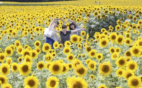 夏日恋曲美如画卷 邂逅各国最美向日葵花田