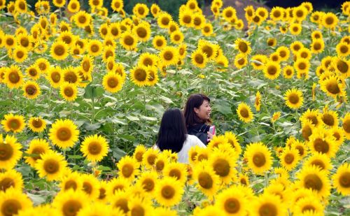 夏日恋曲美如画卷 邂逅各国最美向日葵花田