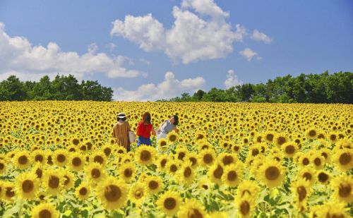 夏日恋曲美如画卷 邂逅各国最美向日葵花田