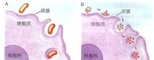 真核细胞线粒体的起源(线粒体的起源学说)