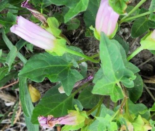 麦田打碗花用什么除草剂(小麦田杂草什么时候打药水)