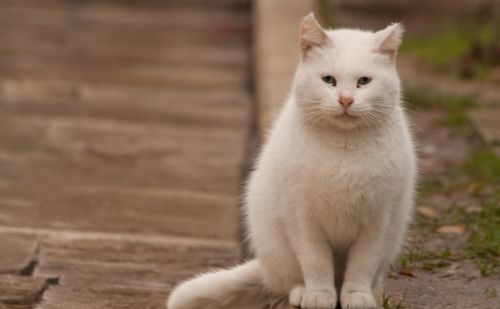 要怎么驯服流浪猫呢(要怎么驯服流浪猫咪)