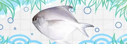 平鱼是白鲳还是银鲳(平鱼是海鱼么)
