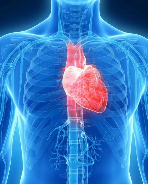 人体心脏基本结构(心脏的知识结构图)