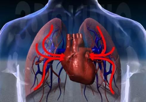 人体心脏基本结构(心脏的知识结构图)