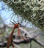 蝎蛉的生态与交配行为特征(蝎蛉的生态与交配行为是什么)