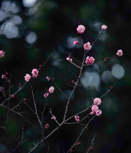 一夜东风绽刺玫(一夜东风的下一句)