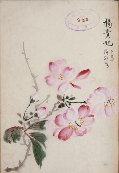 日本樱花画画(樱花画集)