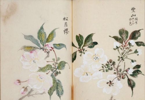 日本樱花画画(樱花画集)