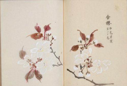 日本樱花画画(樱花画集)