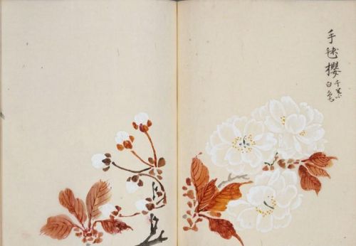 日本樱花画画(樱花画集)