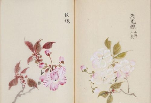 日本樱花画画(樱花画集)