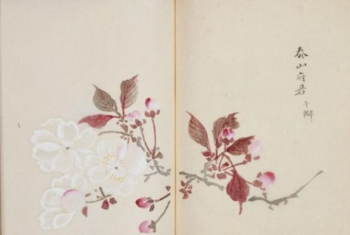 日本樱花画画(樱花画集)