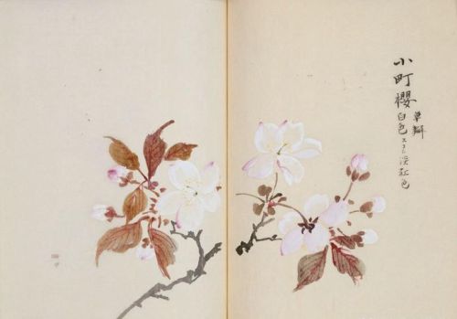 日本樱花画画(樱花画集)