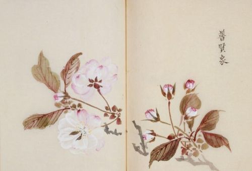 日本樱花画画(樱花画集)