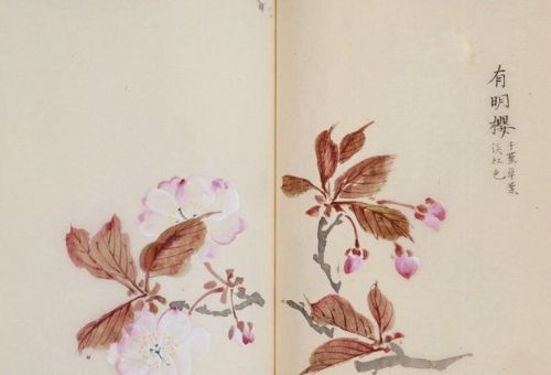 日本樱花画画(樱花画集)