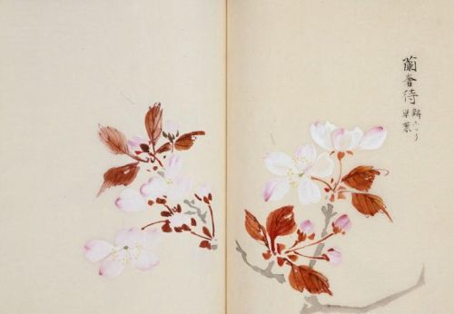 日本樱花画画(樱花画集)