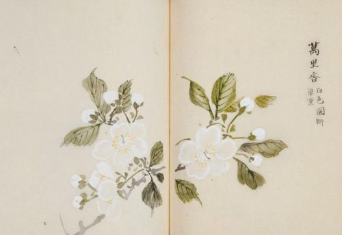 日本樱花画画(樱花画集)