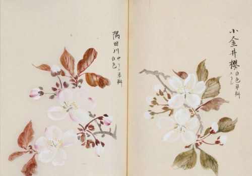 日本樱花画画(樱花画集)