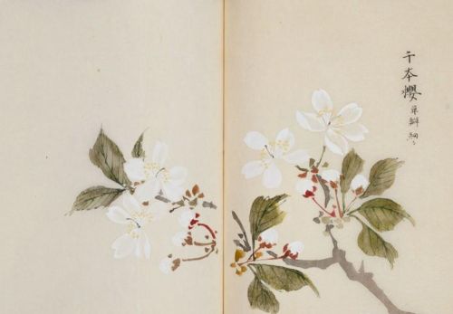 日本樱花画画(樱花画集)