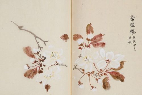 日本樱花画画(樱花画集)