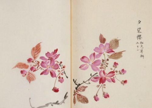 日本樱花画画(樱花画集)