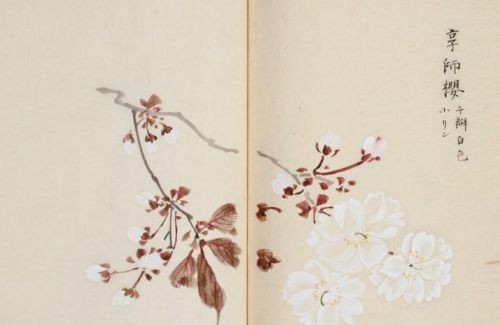 日本樱花画画(樱花画集)