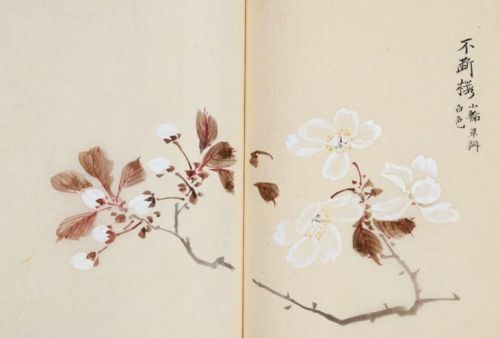 日本樱花画画(樱花画集)