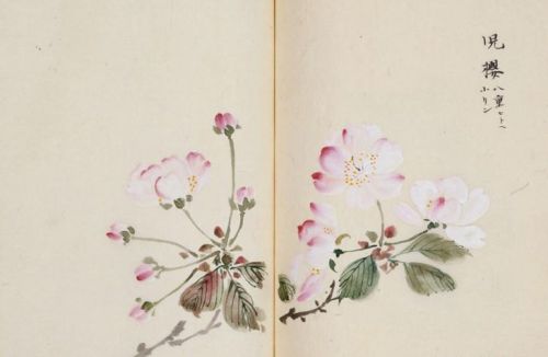 日本樱花画画(樱花画集)