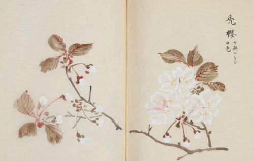 日本樱花画画(樱花画集)